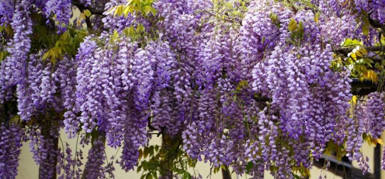 Festival des Glycines 9 avril