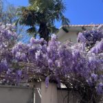 les glycines