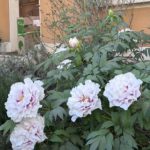 D'autres belles fleurs