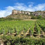Les vignes
