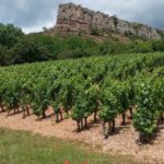 Les vignes