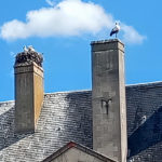 Les cigognes 