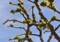 Serres, Horticoles